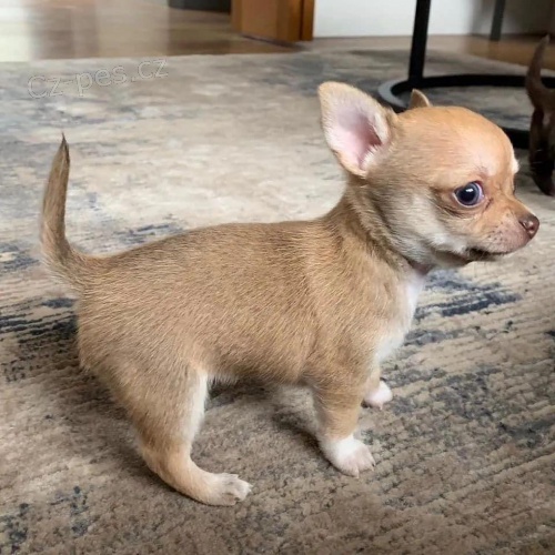 Prod�m MINI �t��ata �ivavy