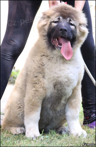 Kavkazsk� ov��k KR�SN� �t���tka