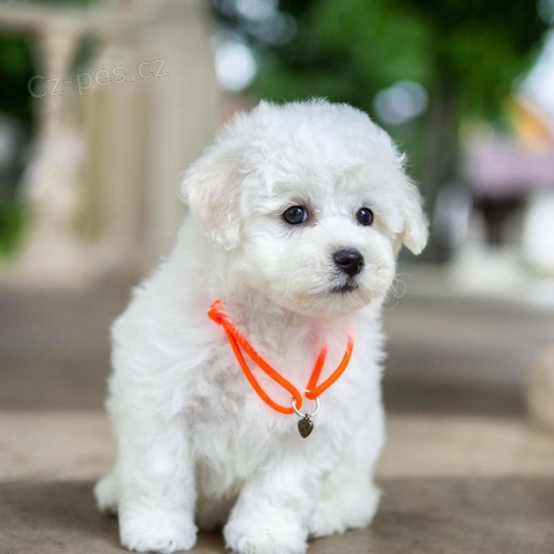 �t��ata bi�onka.