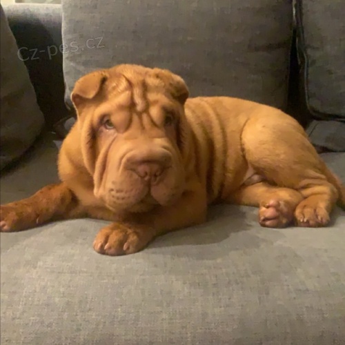 Shar-pei o�kovan� �t��ata na prodej.