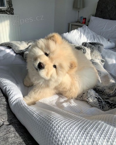 �au �au �t��ata