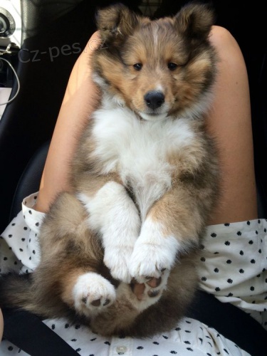 �t��ata Sheltie
