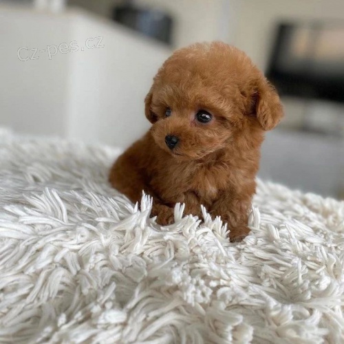 Pudl Toy �t��ata