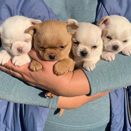 MINI �t��ata �ivavy