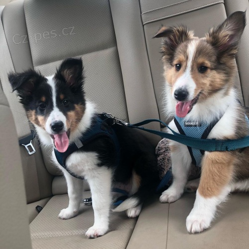 O�kovan� �t��ata �heltie