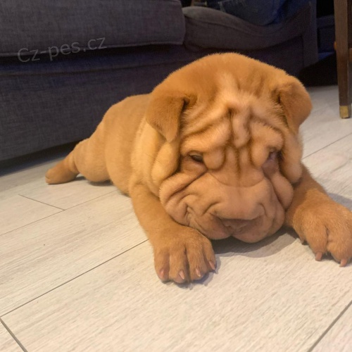 Shar-pei o�kovan� �t��ata na prodej.