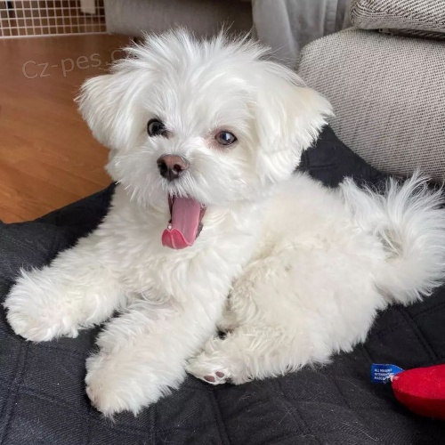 Prod�m o�kovan� miniaturn� �t��ata malt�z�k�.