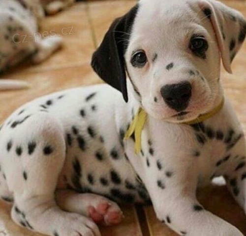 Prod�m o�kovan� �t��ata dalmatin�