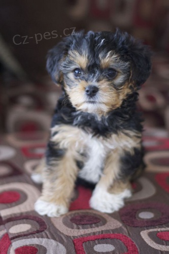O�KOVAN� A OD�ERVOVAN� �T���TKO YORKIPOO