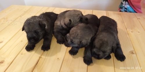 Kn�ra� st�edn� P+S - �t��ata