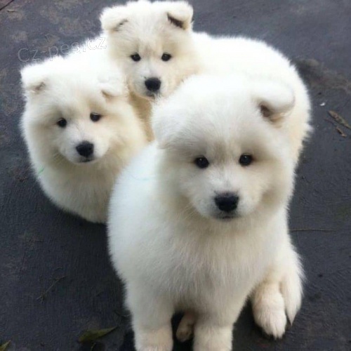 �t��ata samojed� schv�len� veterin�rn�m l�ka�em.