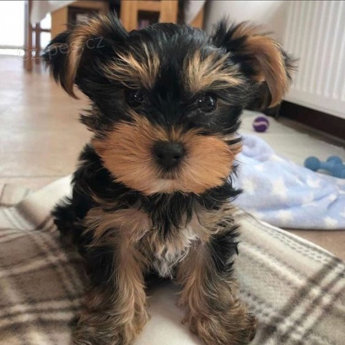 Prod�m �t��ata jork��rsk�ho teri�ra