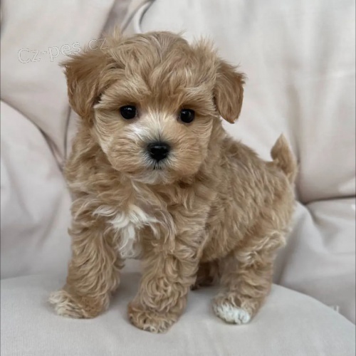 Prod�m �t��ata Cavoodle
