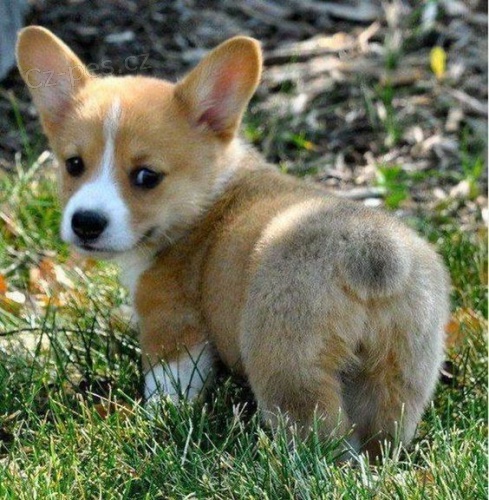 Prod�m �t�n� Welsh Corgi Pembroke