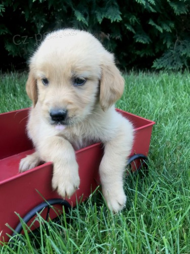 �teniatka zlat�ho retrievera na predaj bl�zko m�a