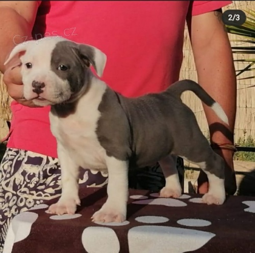 �t��ata staford��rsk�ho bulteri�ra