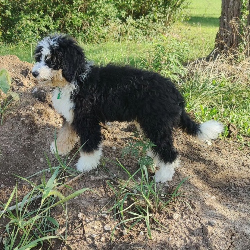 mini �t��ata Bernedoodle.