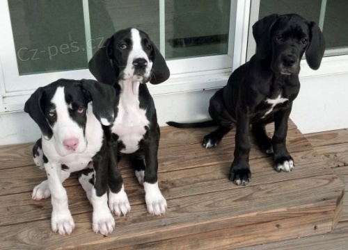 Prod�m zdrav� o�kovan� �t��ata n�meck� dogy