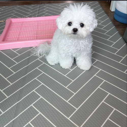 Prod�m �t��ata bi�onka