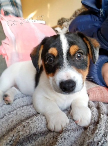 Prod�m roztomil� �t��ata austaz�skejte k prodeji ��asn� a zdrav� �t��ata jack russell teri�ra.ralsk�ho ov��ka