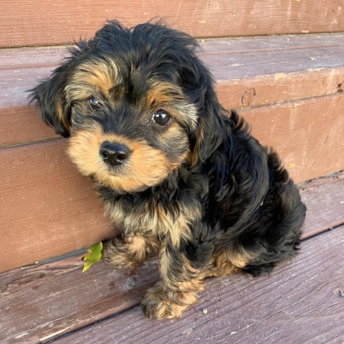 MINI �T���TKO YORKIPOO