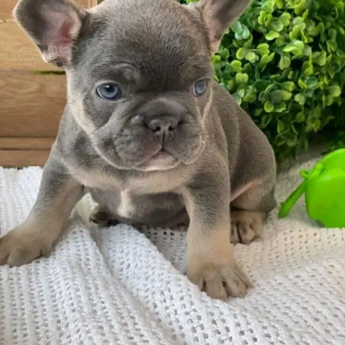 �t��ata francouzsk�ho buldo�ka.