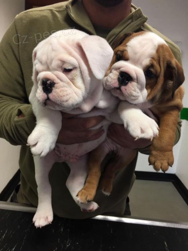 �t��ata anglick�ho buldo�ka