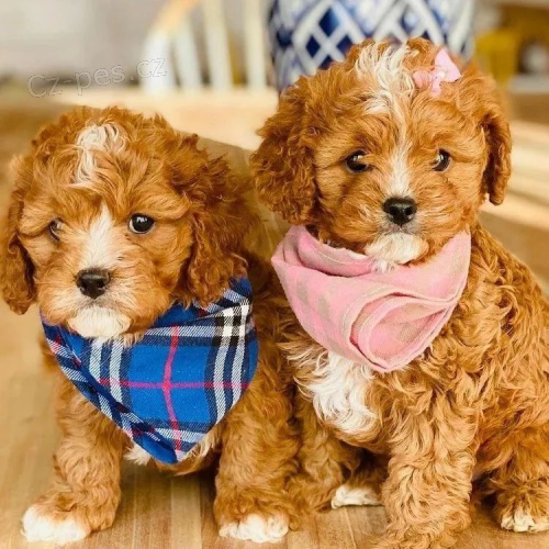 mini �t��ata Cavapoo