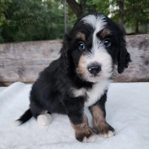 mini �t��ata Bernedoodle.