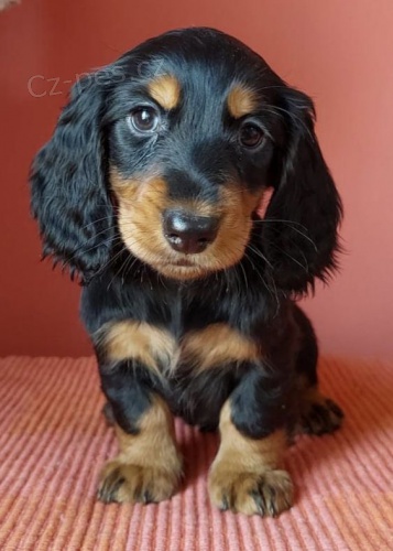 Prod�m dlouhosrst� �t��ata jezev��ka MINI.