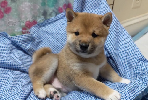 �T��ATA MINI SHIBA INU