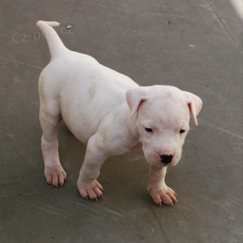 Prod�m zdrav� �t��ata argentinsk�ho doga.