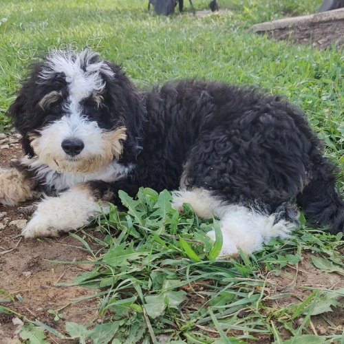 mini �t��ata Bernedoodle.