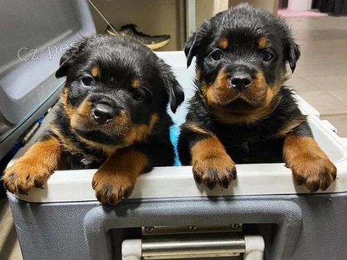 �t��ata rotvajlera.