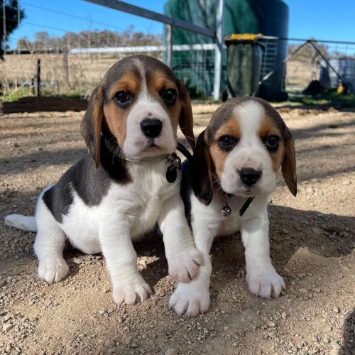 �t��ata b�gla