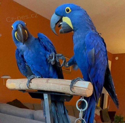 Kupte si papou�ky ara hyacintov�