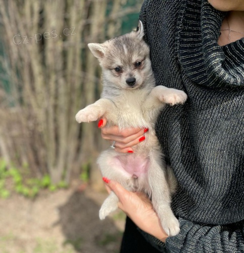 Prod�m �t��ata ALASKAN KLEE KEI