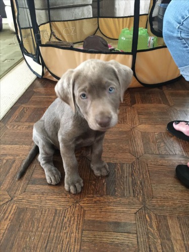 �t��ata v�marsk�ch oha�� na prodej