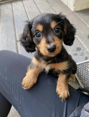 Prod�m dlouhosrst� �t��ata jezev��ka MINI.