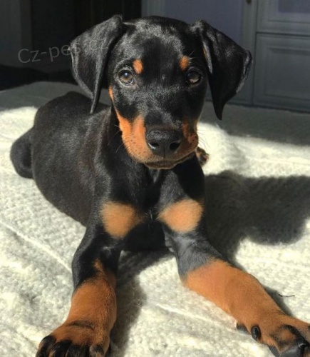 �t��ata dobrmana