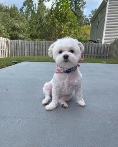 Prod�m zdrav� a o�kovan� �t��ata Havamalt.