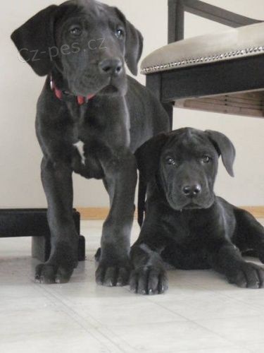 Prod�m zdrav� o�kovan� �t��ata n�meck� dogy