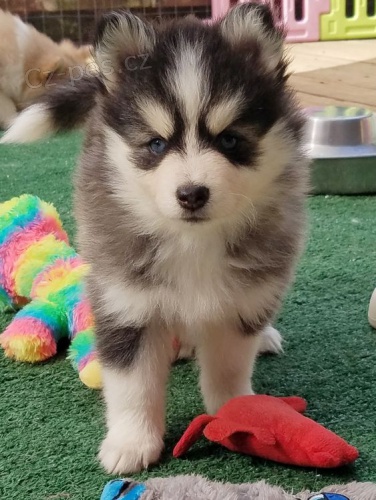 Prod�m �t��ata Pomskies (k��enec sibi�sk� husky a pomeranian)