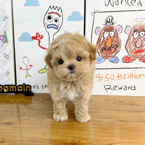 Prod�m ZDRAV� a O�KOVAN� �t��ata Maltipoo