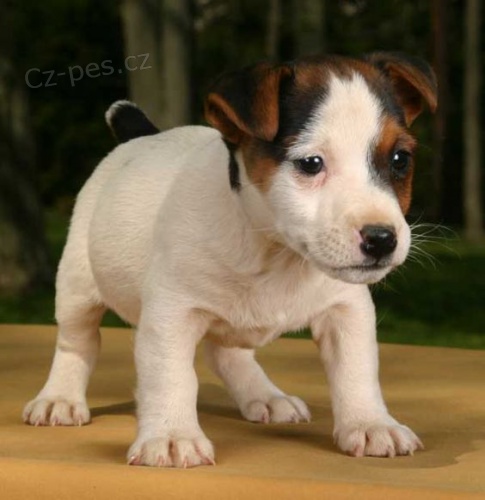 z�skejte k prodeji ��asn� a zdrav� �t��ata jack russell teri�ra.