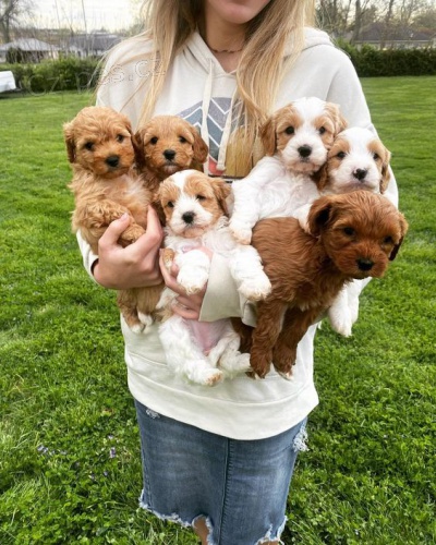 mini �t��ata Cavapoo