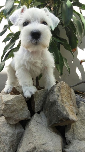 mini �t��ata mal�ch kn�ra��