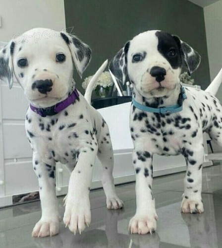 Prod�m o�kovan� �t��ata dalmatin�