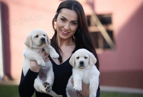 Labradorsk� retr�vr �t��ata