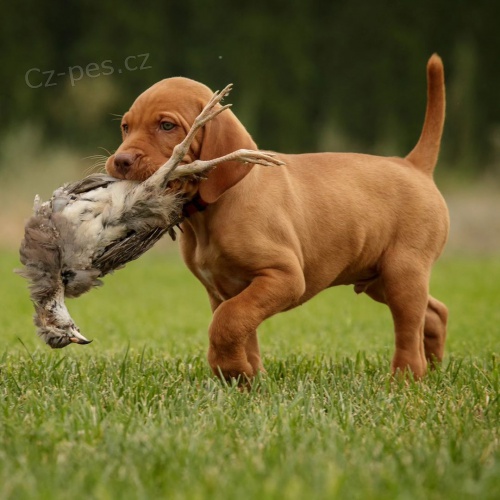 kr�tkosrst� �t��ata ma�arsk�ho vizslase k dopov�n�